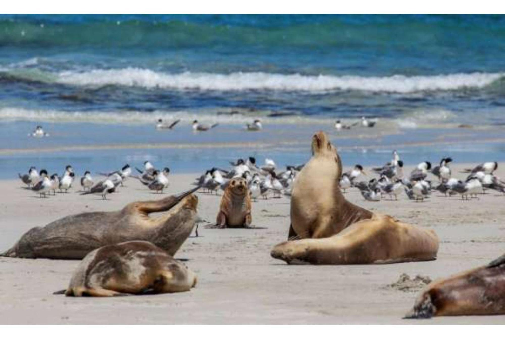 Discovery Parks - Kangaroo Island فليندرز تشيس المظهر الخارجي الصورة