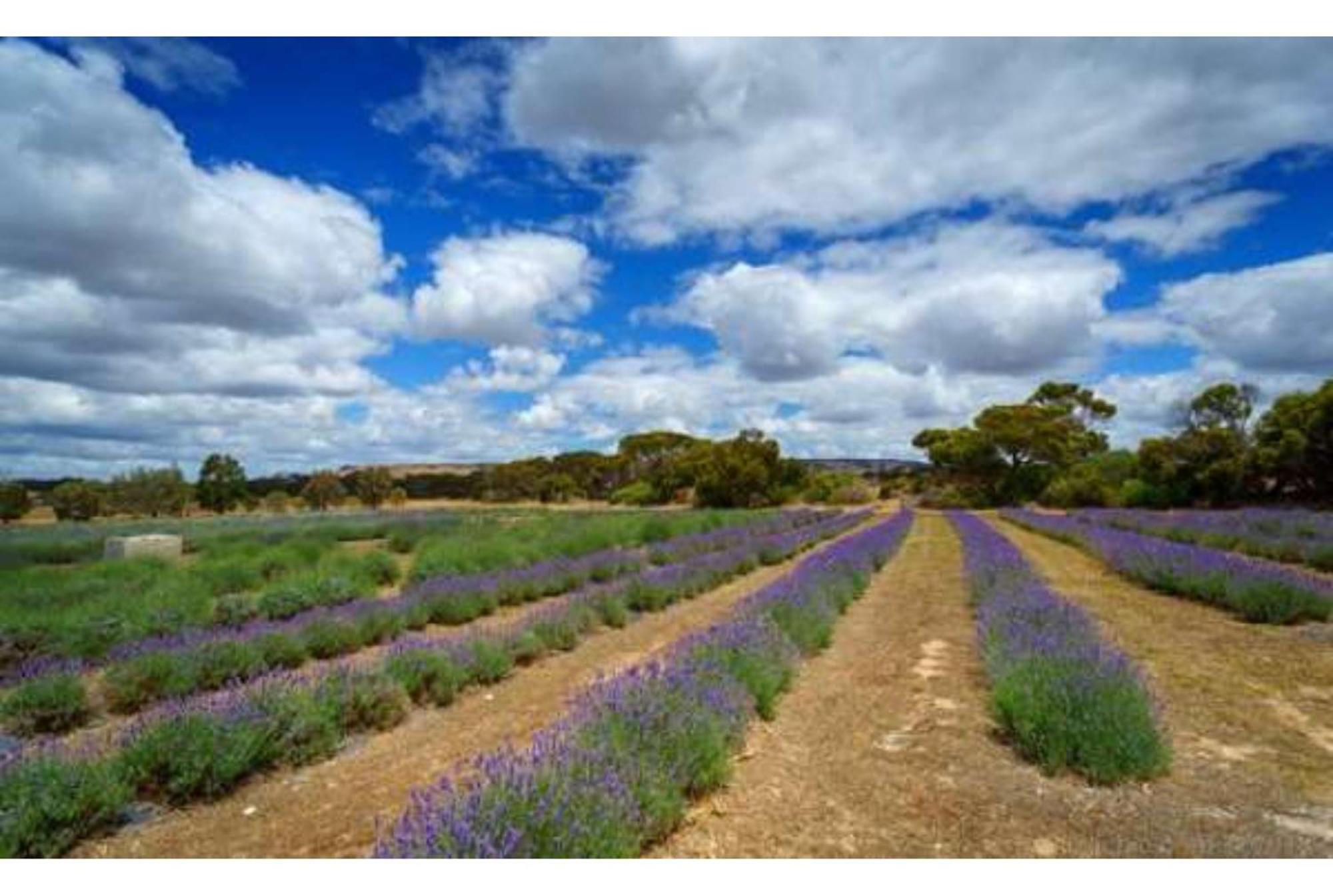 Discovery Parks - Kangaroo Island فليندرز تشيس المظهر الخارجي الصورة